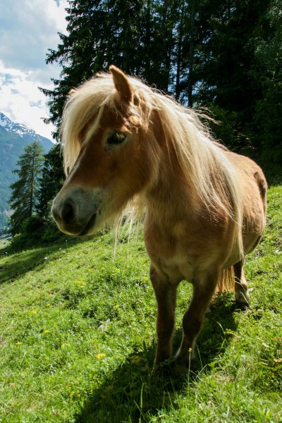 Pony in den Tiroler Alpen