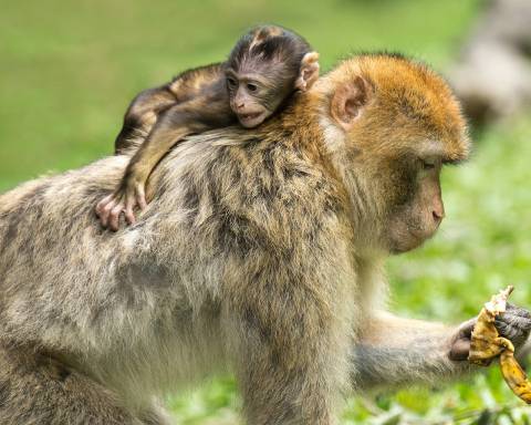 Berber-Affen können am Affenberg gefüttert werden.