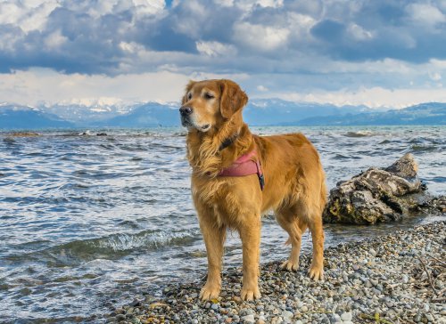 Urlaub mit Hund am Bodensee